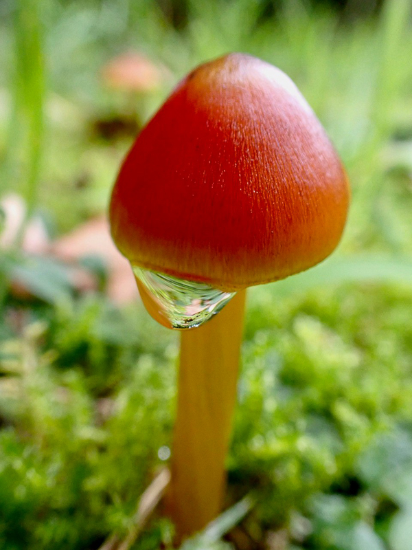 Hygrocybe conica